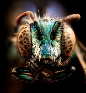 Hoplitis fulgida, m, face, Mariposa CA 2017-07-28-14.46