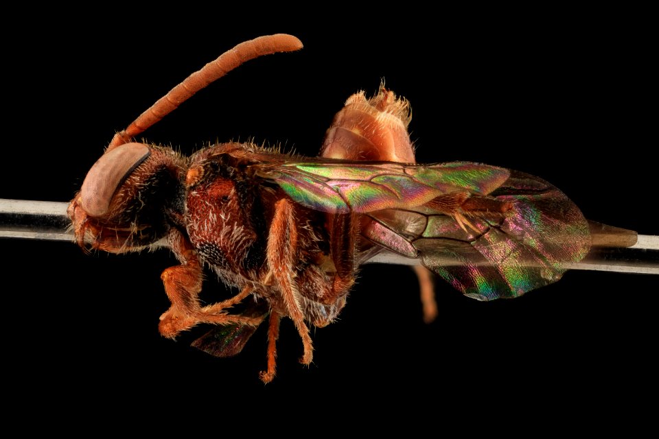 Nomada parva, Female, Side, Maryland, Wicomico County 2013-11-15-18.27.57 ZS PMax