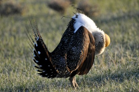 Bi-State sage-grouse in Nevada photo