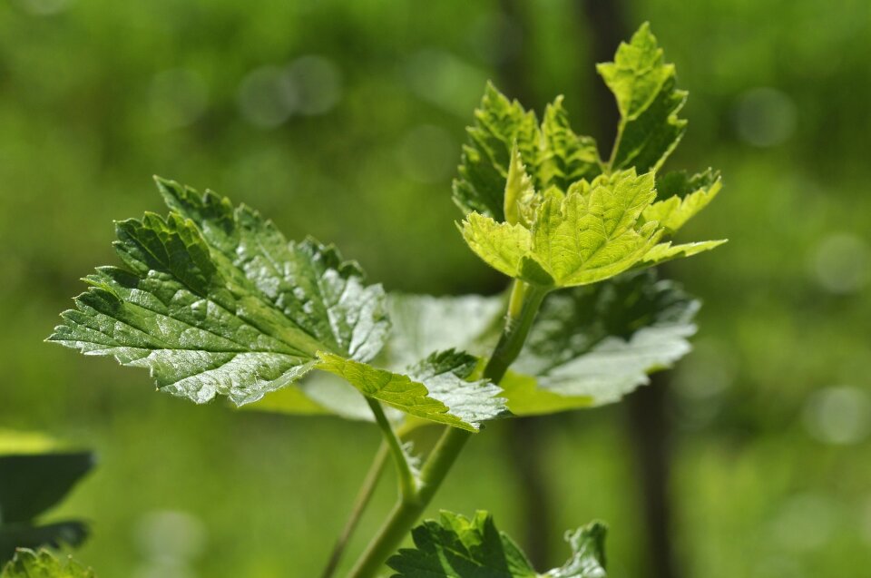 Young spring green