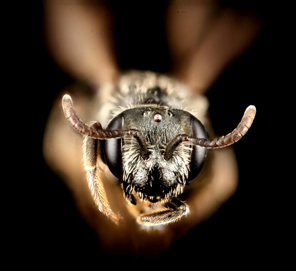 Andrena personata, f, md, eastern neck nwr, face 2015-05-26-05.47.24 ZS PMax