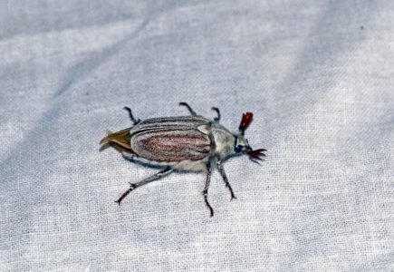 Male Casey's June beetle