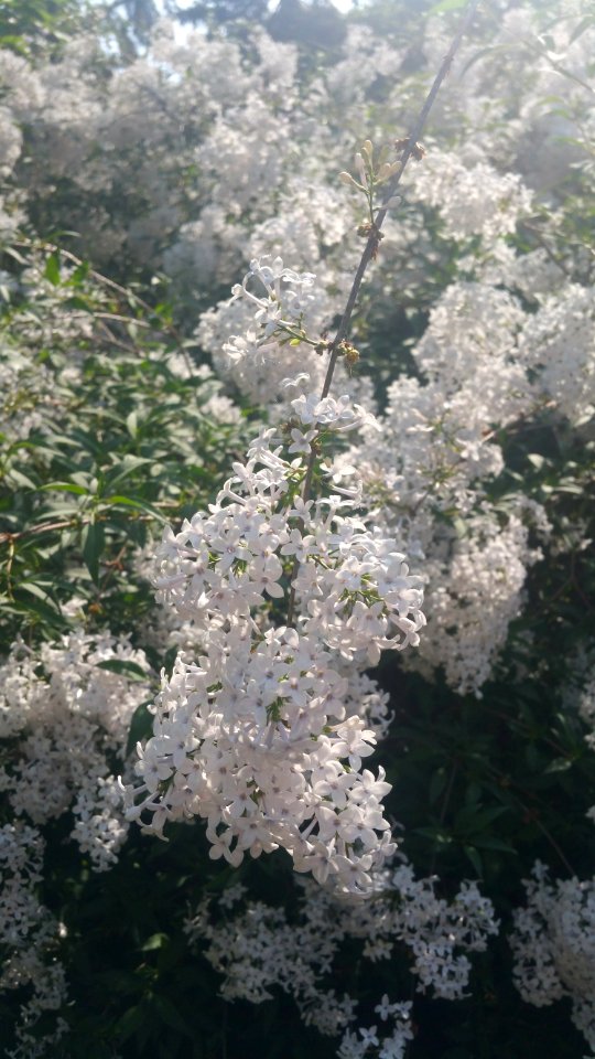 Little leaf lilac