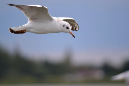 Flying lake sea photo