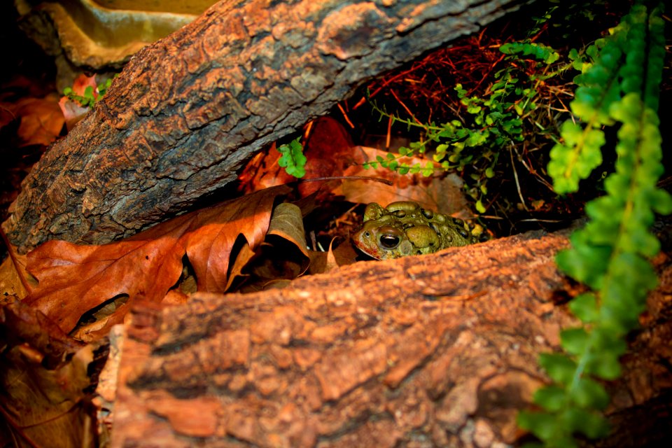 Frog