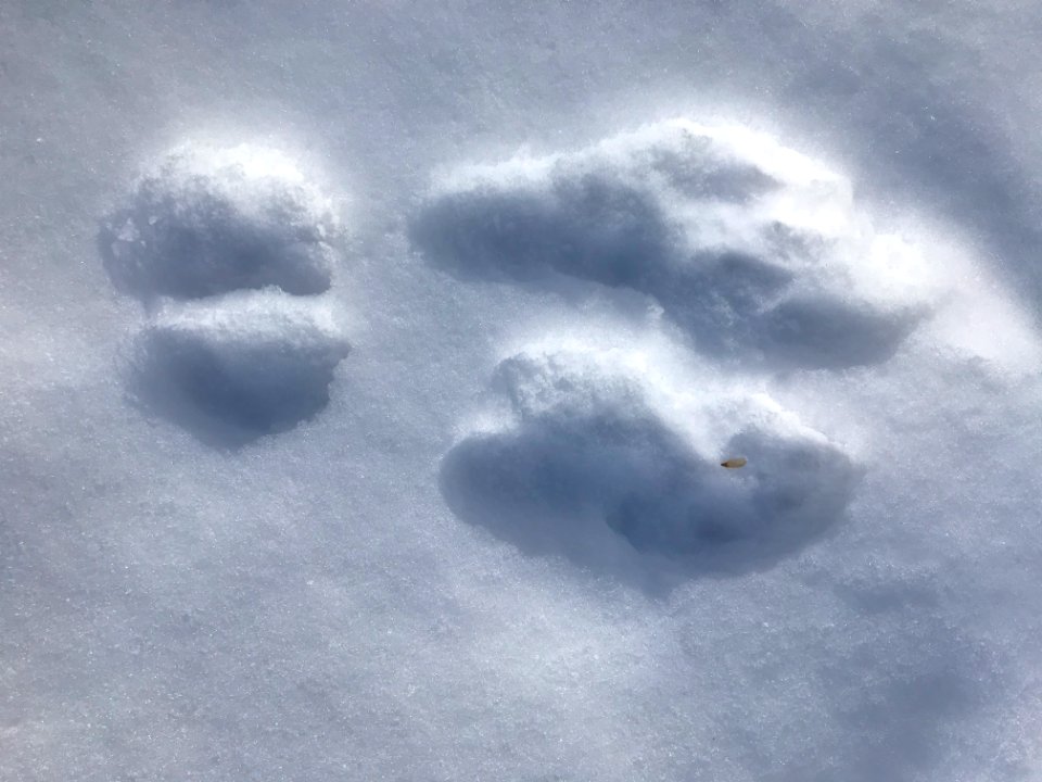 Animal tracks