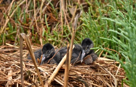 Endangered Ridgway's rail captive-bred chicks