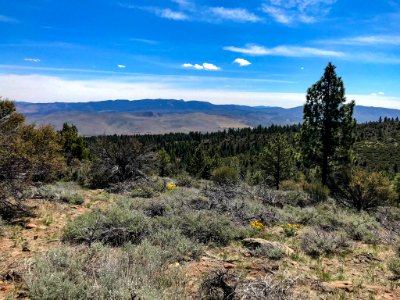 Vista along hiking trail in Nevada with Arrowleaf balsamroot flowers in bloom