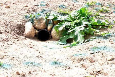 Artificial burrow for burrowing owl nesting in Otay Mesa