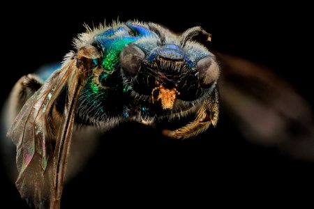 Augochlorella pomoniella, F, face, Zion Nation Park, Utah 2013-12-30-14.45.35 ZS PMax