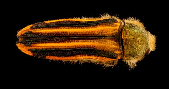 Chile beetle, u, back, Near Eric Hempsteads, Chile 2018-07-13-18.57