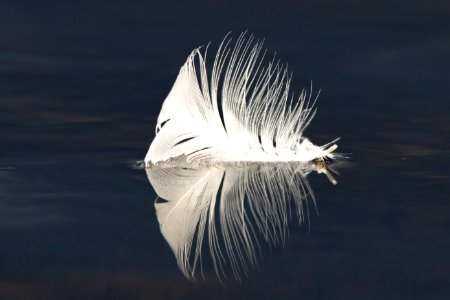Feather detail