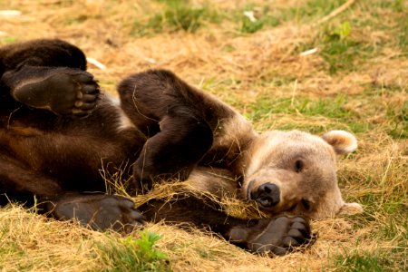 Kodiak bear cub photo