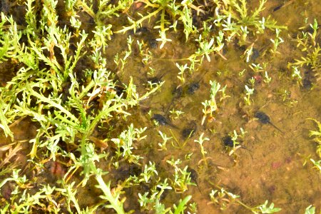 Tadpoles found in vernal pool photo
