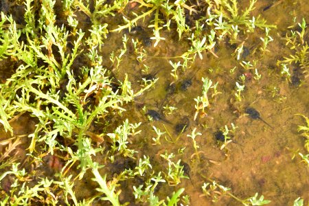 Tadpoles found in vernal pool