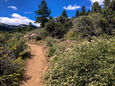 Blooming shrubs on hiking trail in Nevada