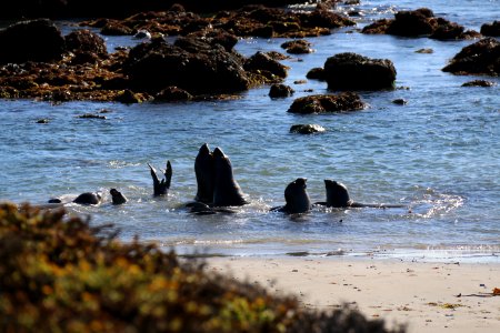 Elephant seals photo
