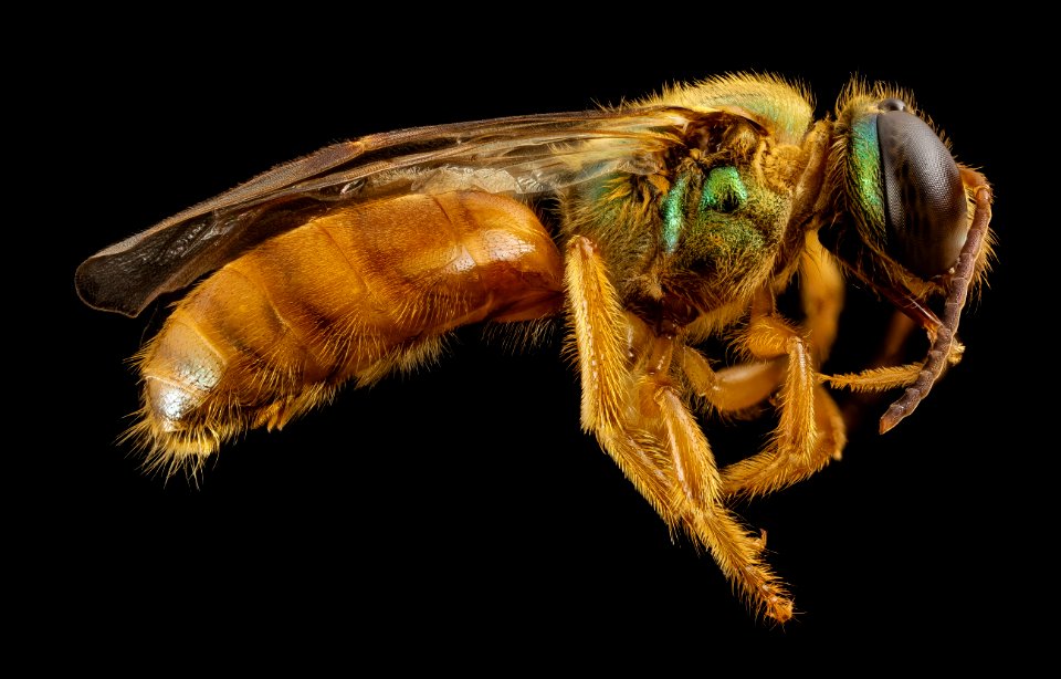 Megalopta genalis, M, side, panama, barocolorado 2014-09-19-16.57.54 ZS PMax