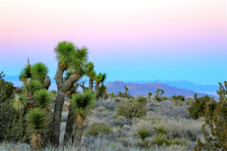 Yucca brevifolia in Joshua Tree National Park at sunset
