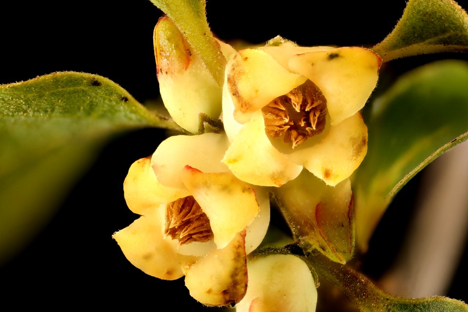 Diospyros virginiana, Persimmon staminate flower, Howard County, MD, Helen Lowe Metmzn 2017-06-16-15.37