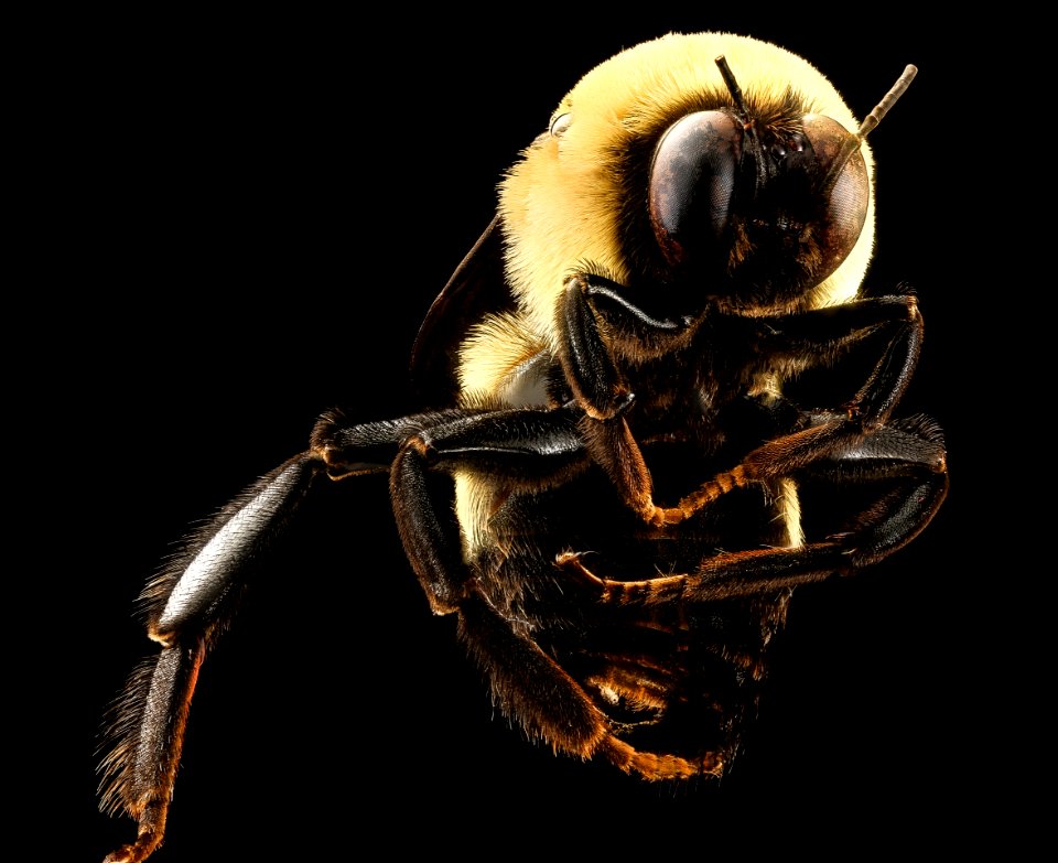 Bombus fraternus, m, bottom and legs, Charleston Co., SC 2016-09-14-11.03