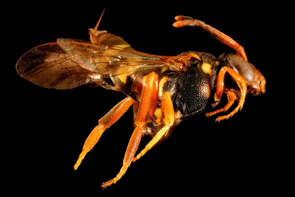Nomada vincta, f, right side, Minnesota 2016-04-19-14.55