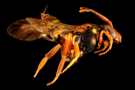 Nomada vincta, f, right side, Minnesota 2016-04-19-14.55 photo