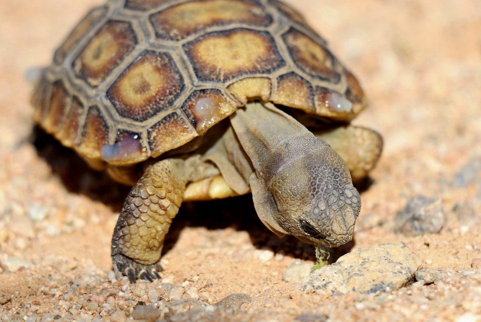 Juvenile desert tortoise at 29 Palms Marine Corps Base