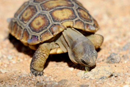 Juvenile desert tortoise at 29 Palms Marine Corps Base photo