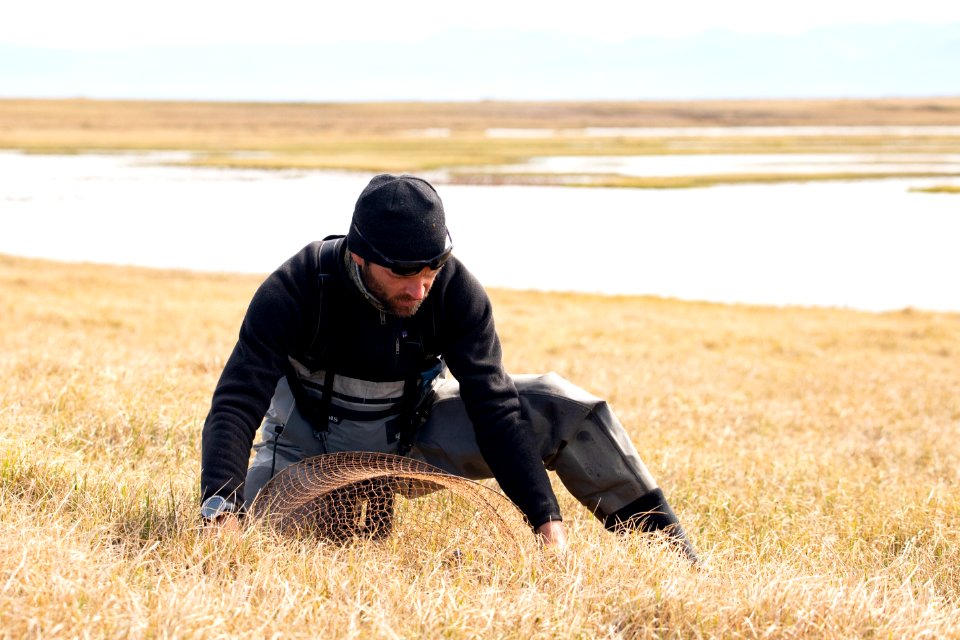 Biologist sets a net  - Arctic Bird Fest 2019