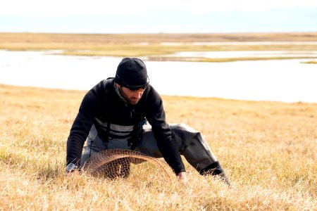 Biologist sets a net  - Arctic Bird Fest 2019
