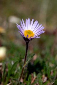 Fleabane photo