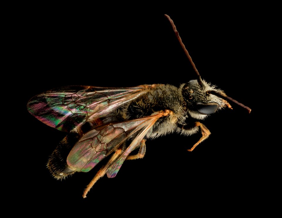 Lasioglossum albipes, m, back, france 2014-06-04-11.07
