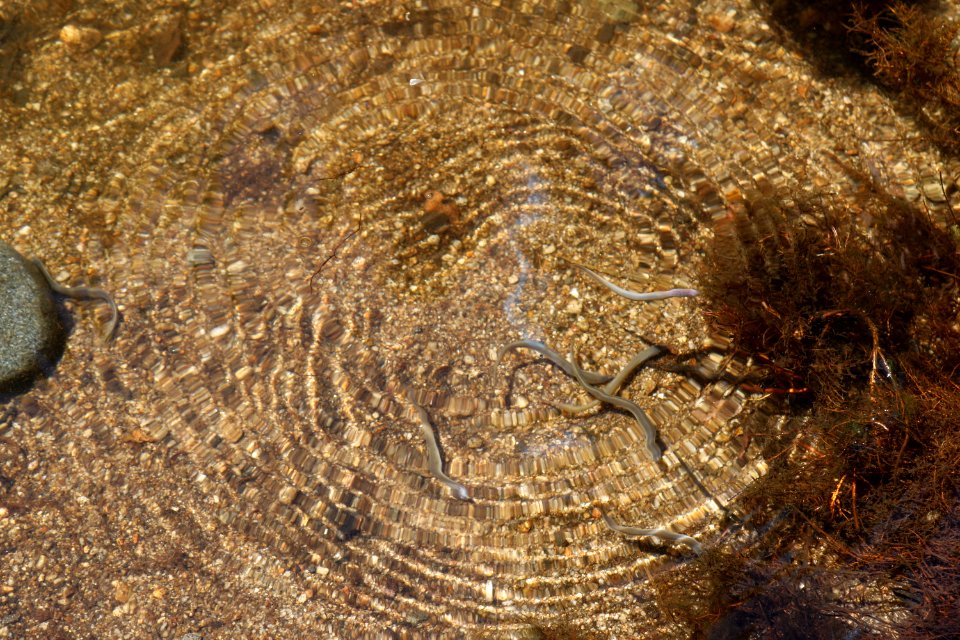 Ammocoetes (young Pacific lamprey) at Carmel River