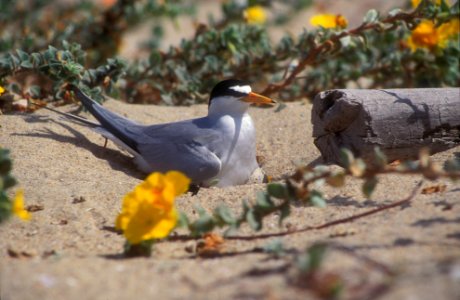 California Least Tern nesting