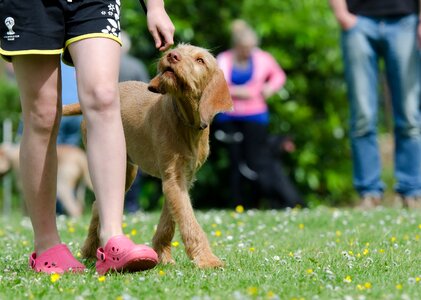 Dog training hungarian pointing dog hunting dogs