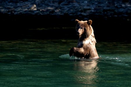 Kenai bear cub photo