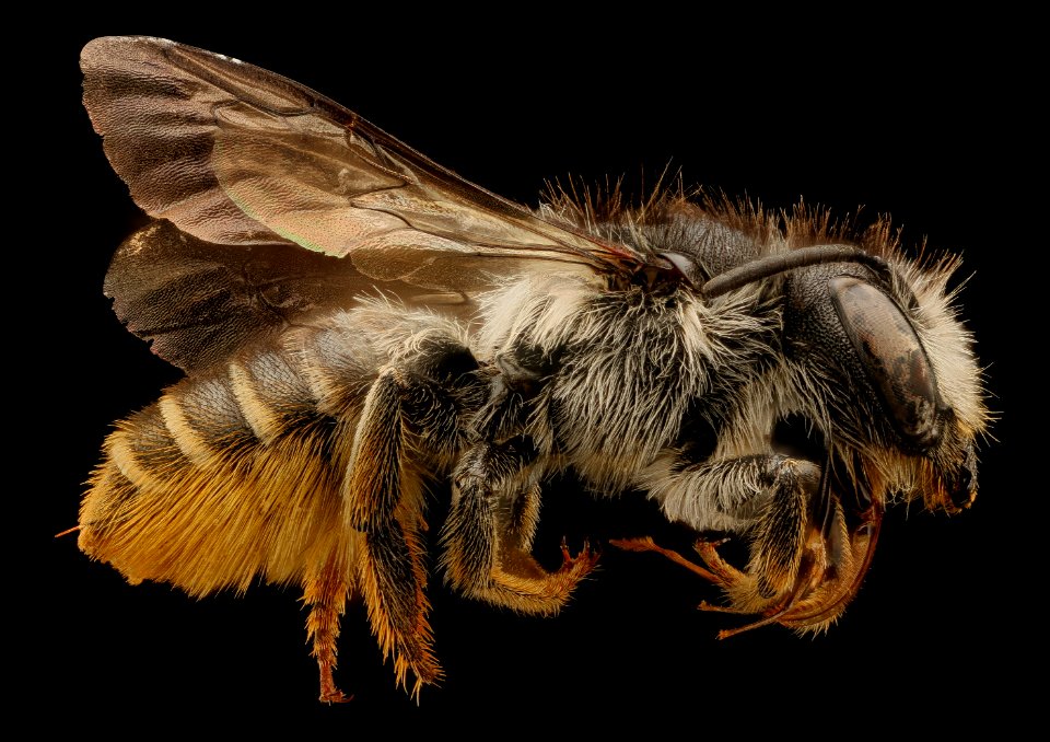 Megachile relativa, female, right, mariposa, Ca, 2017-07-13-16.46