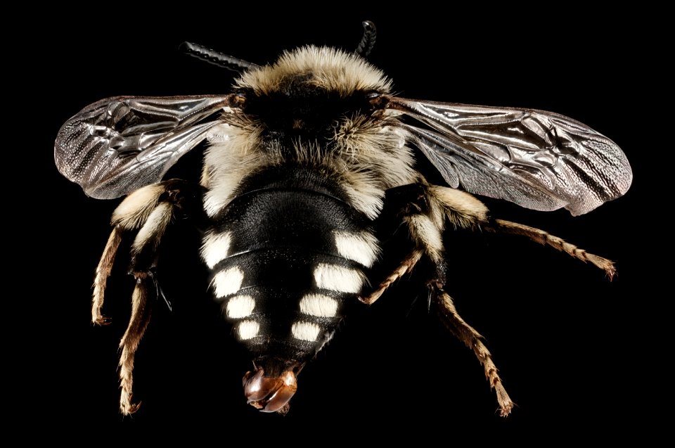 Melecta albifrons albovaria, M, Back, Greece, Aegean Islands, Lesvos, Mytilene 2015-02-24-15.57.59 ZS PMax