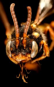 Mystery Nomada, f, nj,  face2 2015-05-04-06.56.27 ZS PMax
