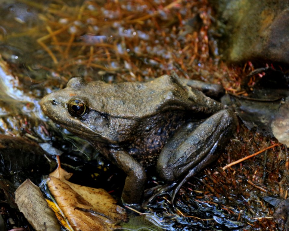 California red-legged frog