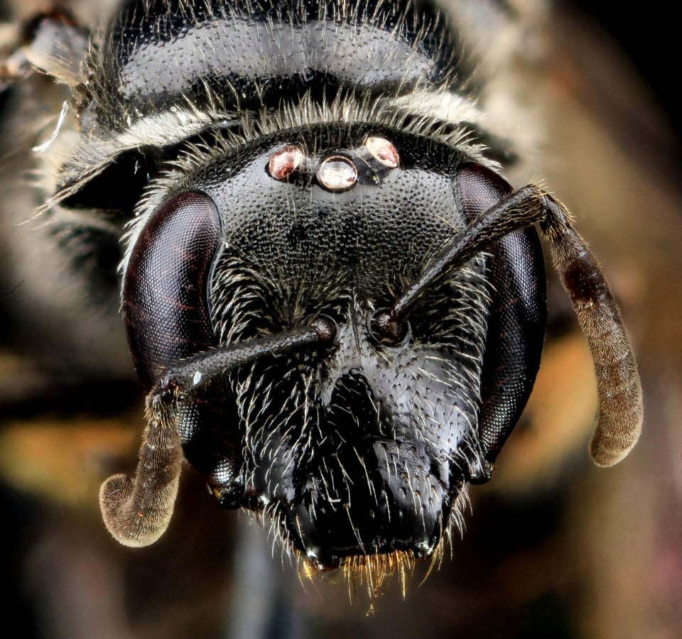 L. pectinatum, F, Face, MD 2013-06-18-12.15.47 ZS PMax