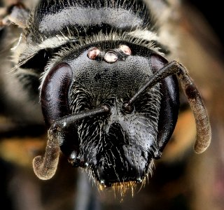 L. pectinatum, F, Face, MD 2013-06-18-12.15.47 ZS PMax