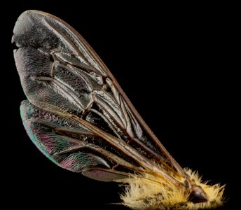 Apis mellifera, F, wing, MD, Beltsville 2013-04-25-17.20.20 ZS PMax photo