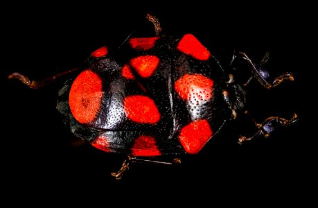 Stiretrus decemguttatus, red spotted, parguay 2016-02-24-17.41
