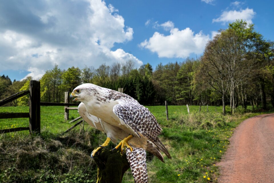 Raptor bird of prey wing