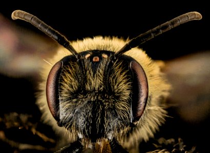Andrena cornelli, F, Face, VA, Gales County 2014-01-24-18.28.58 ZS PMax