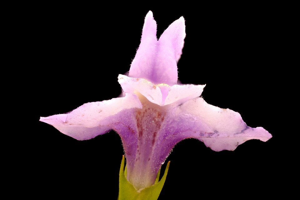 Mimulus ringens, Monkey-flower, Howard County, MD, Helen Lowe Metzman 2017-08-07-18.01