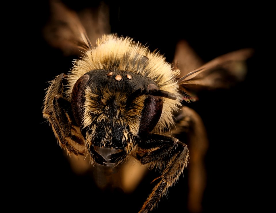 Colletes thoracicus,m,face,Shenandoah Co., VA 2018-05-16-19.28.29 ZS