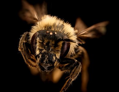 Colletes thoracicus,m,face,Shenandoah Co., VA 2018-05-16-19.28.29 ZS